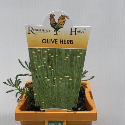 Olive Herb 100mm