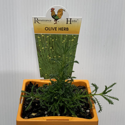 Olive Herb 100mm