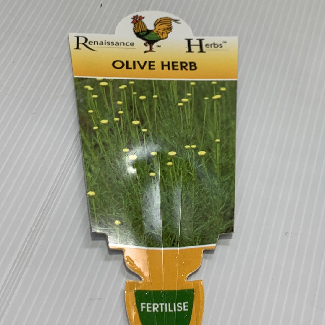 Olive Herb 100mm