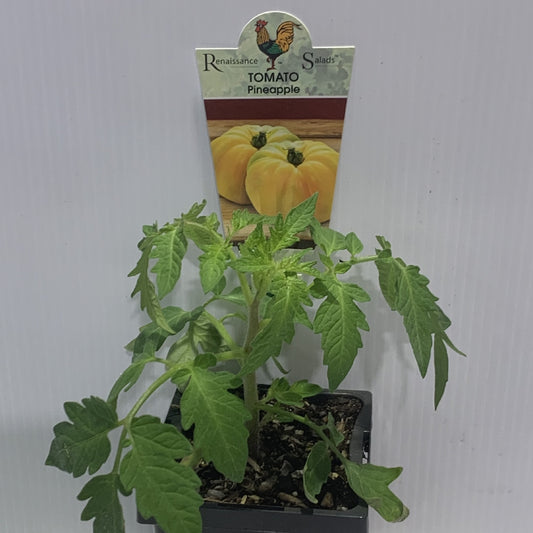 Tomato Pineapple 100mm