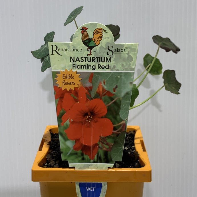 Nasturtium Flaming Red Herb