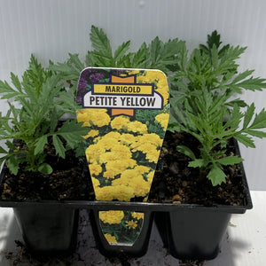 Marigold Petite Yellow Seedlings