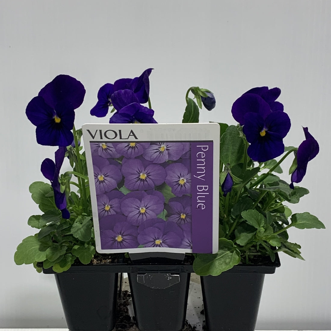 Viola Penny Blue Seedlings