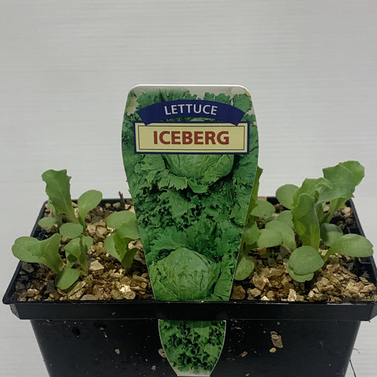 Lettuce Iceberg Seedlings