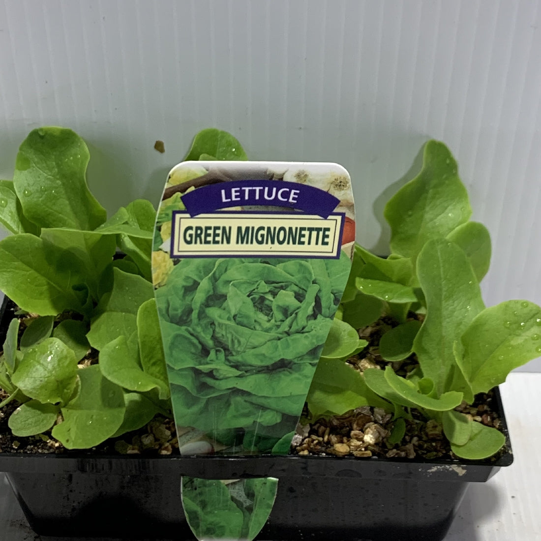 Lettuce Green Mignonette Seedlings – Altra Nursery