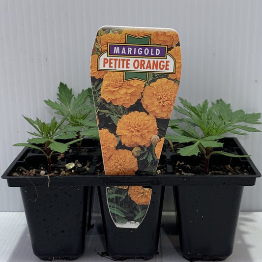 Marigold Petite Orange Seedlings