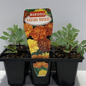 Marigold Safari Mix Seedlings