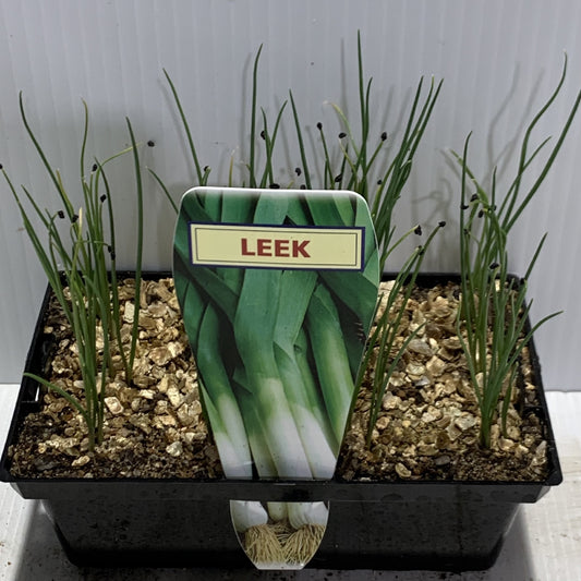 Leek Seedlings