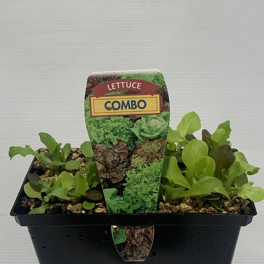 Lettuce Combo Seedlings