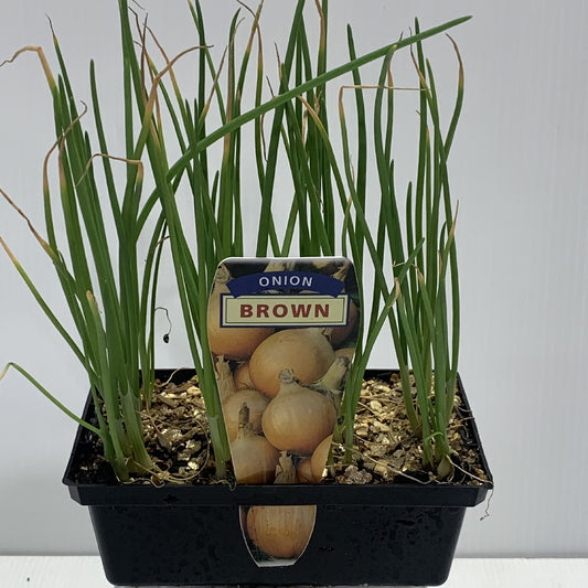 Onion Brown Seedlings