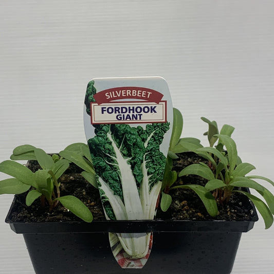 Silverbeet Fordhook Giant Seedling