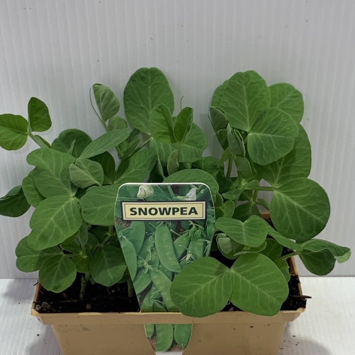 Snowpea Seedlings 2