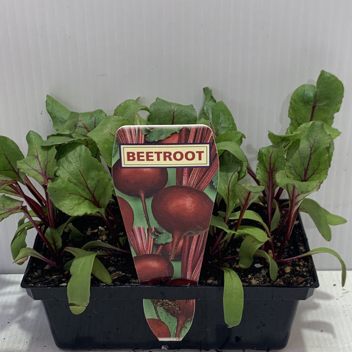 Beetroot Seedlings 2