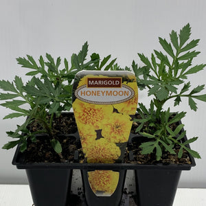 Marigold Honeymoon Seedling