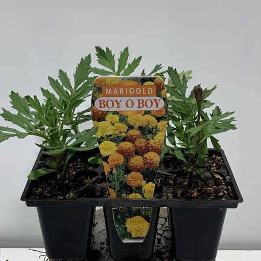 Marigold Boy O Boy Seedling