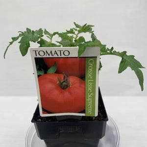 Tomato Grosse Lisse Supreme 100mm