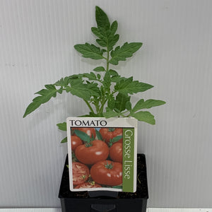 Tomato Grosse Lisse 100mm