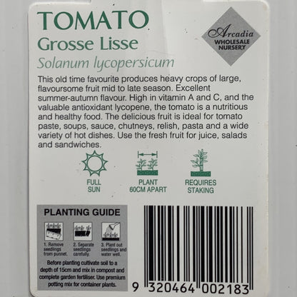 Tomato Grosse Lisse 100mm