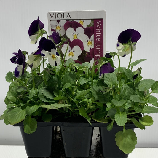 Viola White Jump Up Seedlings