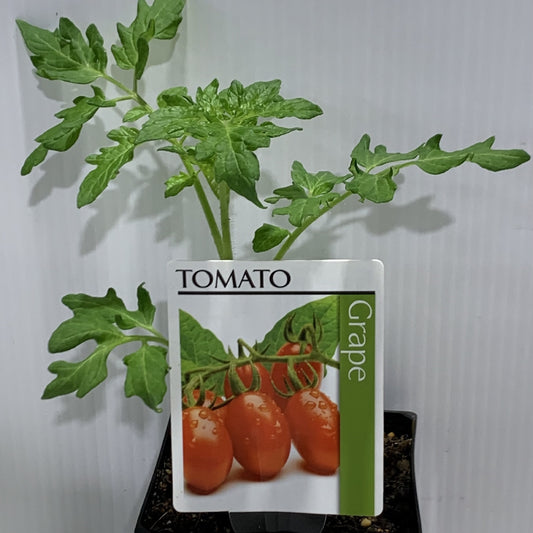 Tomato Grape 100mm 2