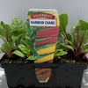 Silverbeet Rainbow Seedlings