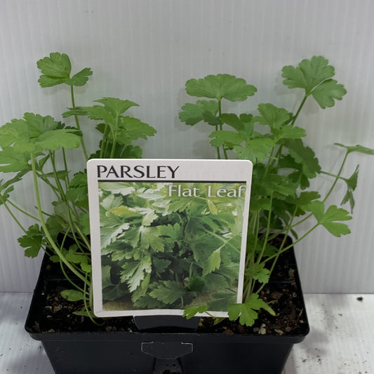 Parsley Italian Seedlings 4 cell