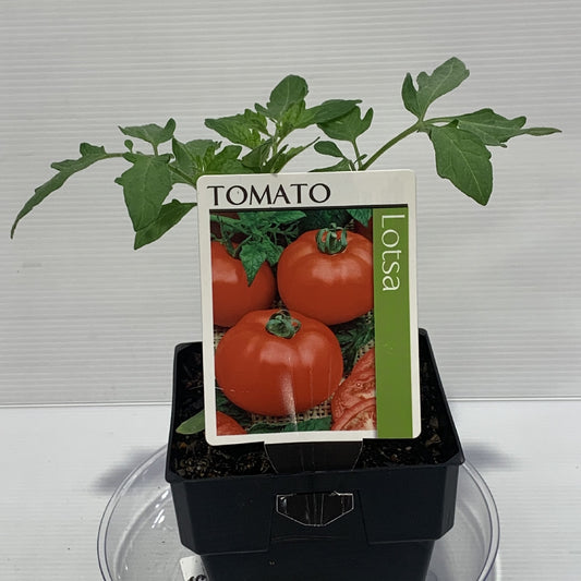 Tomato Lotsa 100mm