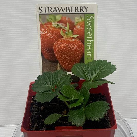 Strawberry Sweetheart 100mm