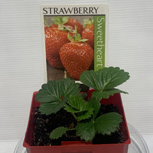 Load image into Gallery viewer, Strawberry Sweetheart 100mm
