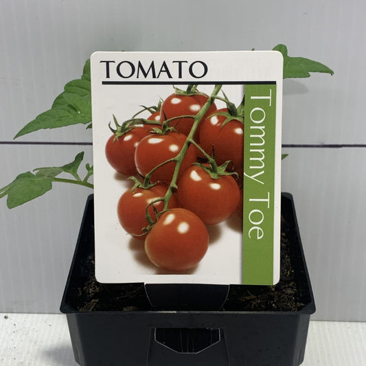 Tomato Tommy Toe 100mm