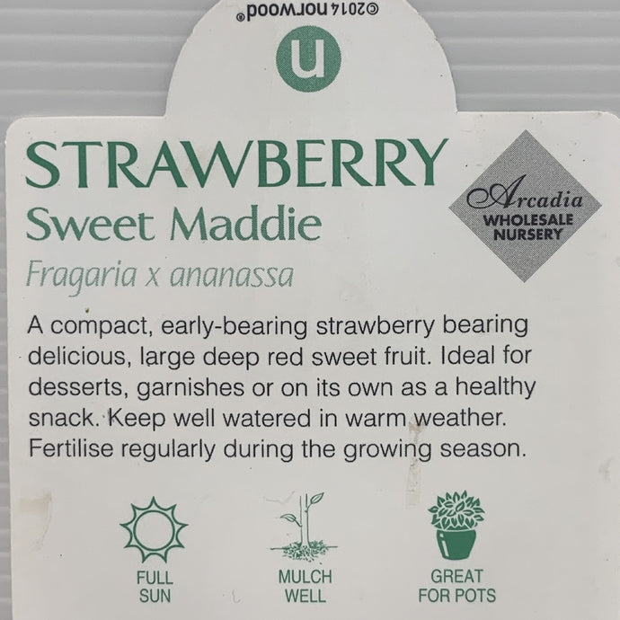 Strawberry Sweet Maddie 100mm