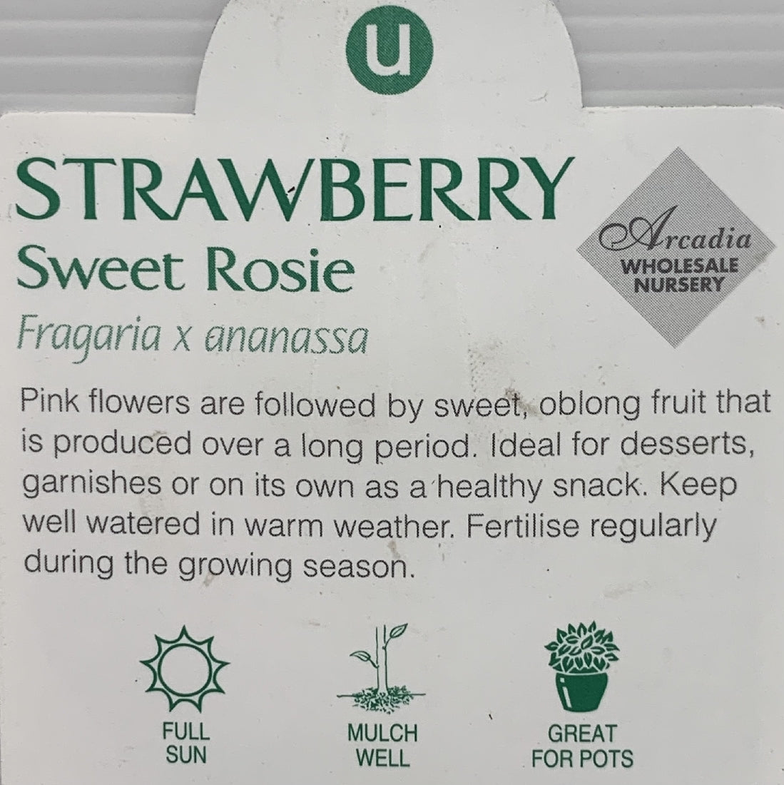 Strawberry Sweet Rosie 100mm