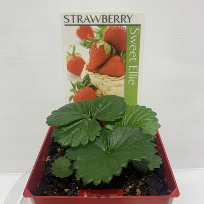 Strawberry Sweet Ellie 100mm