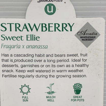 Strawberry Sweet Ellie 100mm