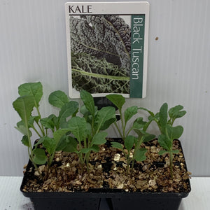 Kale Tuscan Black Seedlings