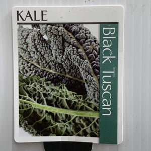 Kale Tuscan Black Seedlings