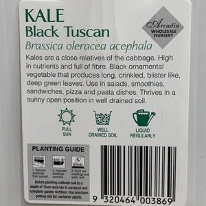 Kale Tuscan Black Seedlings