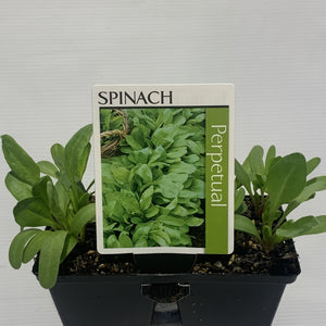 Spinach Perpetual Seedlings