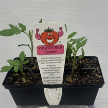 Load image into Gallery viewer, Tomato Mighty Red Seedlings
