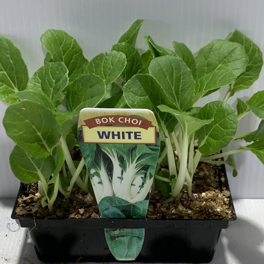 Bok Choi White Seedlings