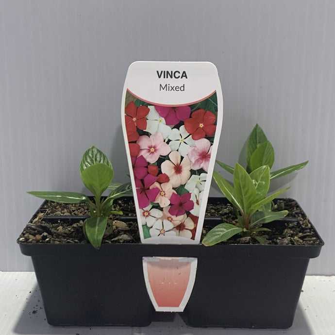 Vinca Dynasty Mix Seedlings