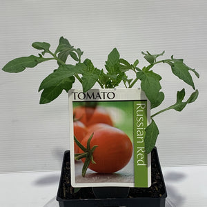 Tomato Russian Red 100mm