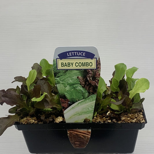 Lettuce Baby Combo Seedlings