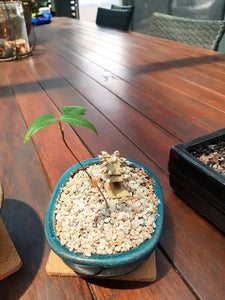 Bonsai Kit-Pine Seeds