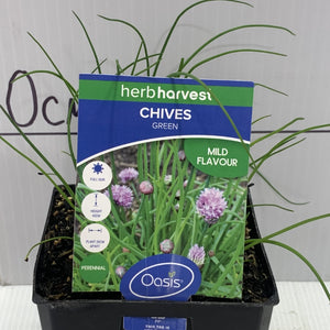 Chives 100mm