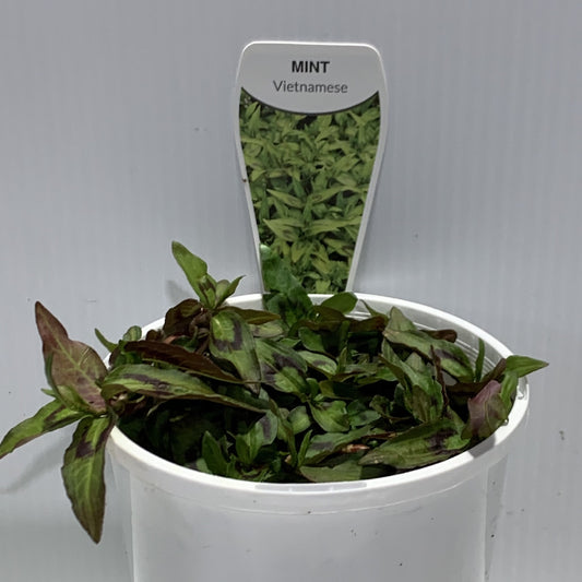 Mint Vietnamese Herb Pot