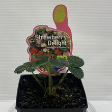 Load image into Gallery viewer, Strawberry Delight 100mm
