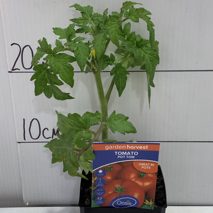 Tomato Pot Toms 100mm