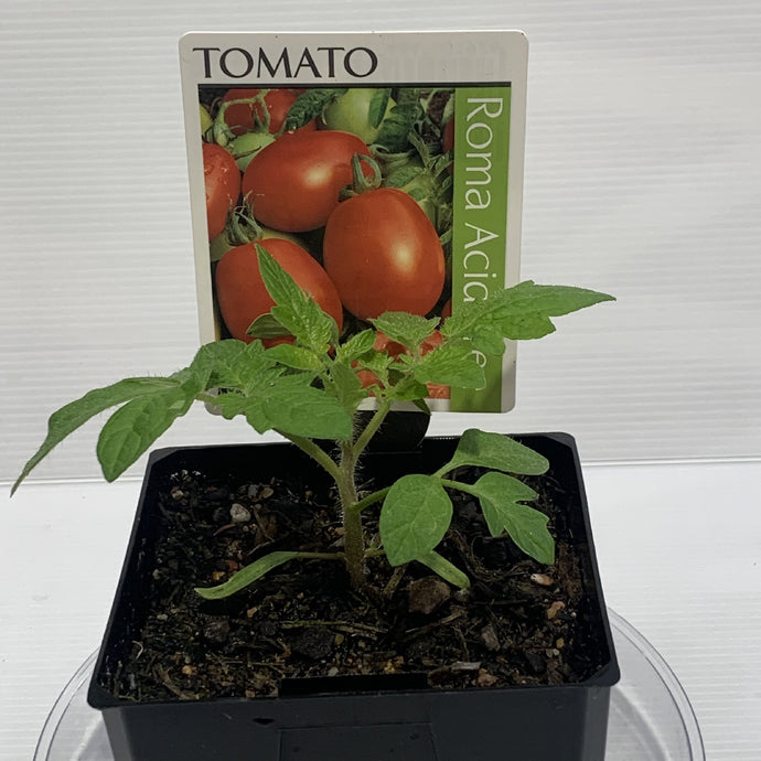 Tomato Roma 100mm