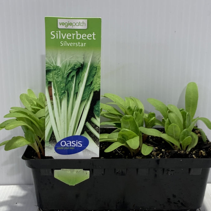 Silverbeet Silverstar Seedlings